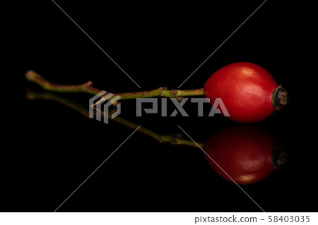 Fresh red rosehip isolated on black glass Fresh red rosehip isolated on black glass 58403035