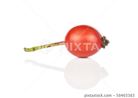 Fresh red rosehip isolated on white Fresh red rosehip isolated on white 58403383