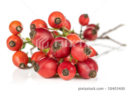 Fresh red rosehip isolated on white 58403400