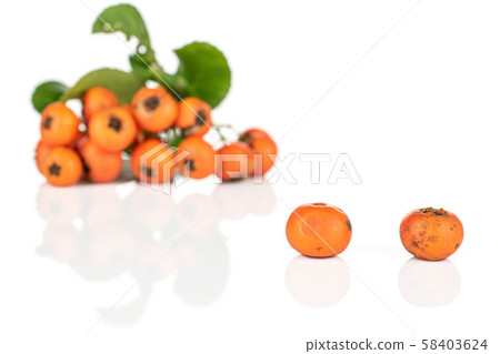 Wild orange rowanberry isolated on white 58403624