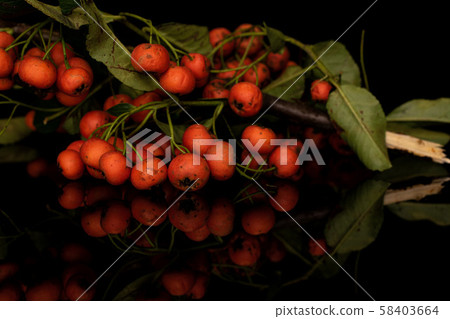 Wild orange rowanberry isolated on black glass 58403664