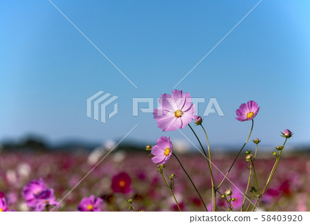 Cosmos 58403920