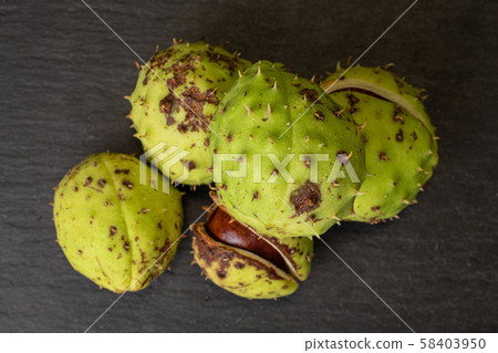 Green autumn chestnut on grey stone 58403950
