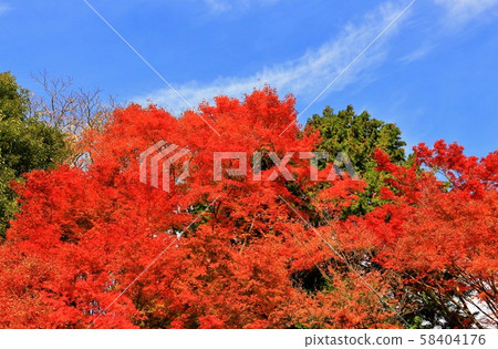 Bright autumn leaves 58404176