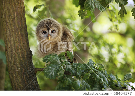 Young tawny owl - Strix aluco sin on the branch in 58404177