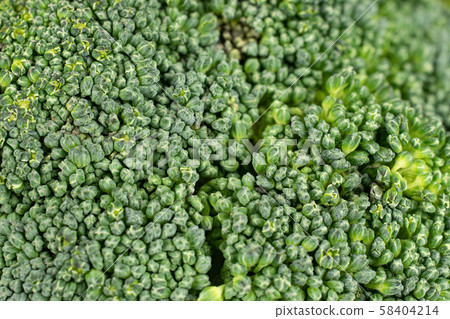 Fresh breen broccoli isolated Fresh breen broccoli isolated 58404214