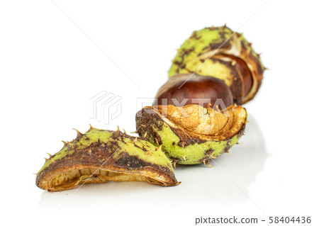 Green autumn chestnut isolated on white Green autumn chestnut isolated on white 58404436