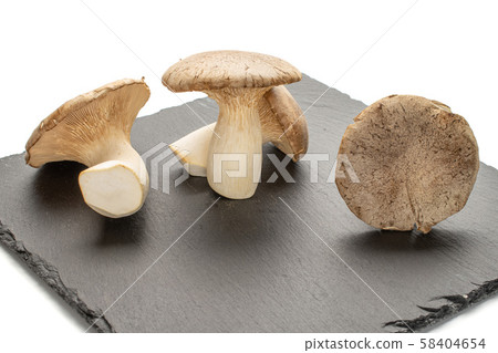 King trumpet mushroom isolated on white King trumpet mushroom isolated on white 58404654