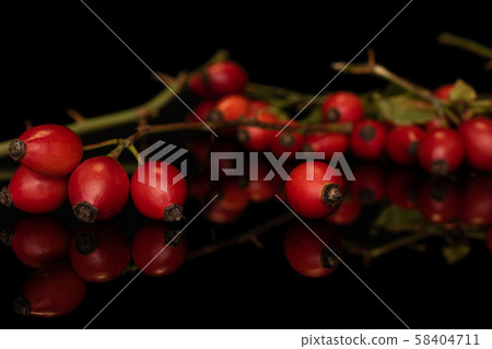 Fresh red rosehip isolated on black glass 58404711
