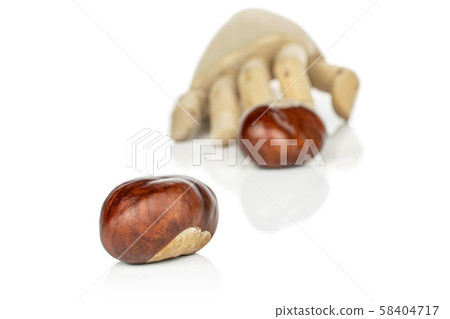 Green autumn chestnut isolated on white Green autumn chestnut isolated on white 58404717