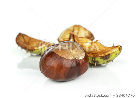 Green autumn chestnut isolated on white Green autumn chestnut isolated on white 58404770