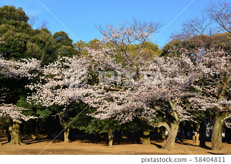 Sakura at Yoyogi Park 58404811