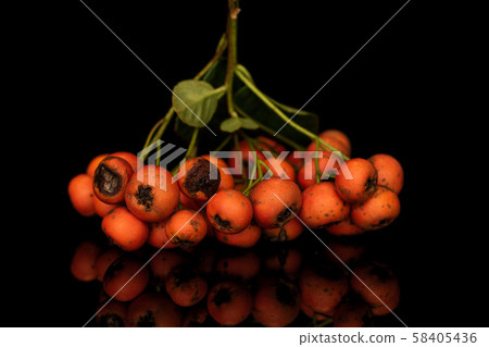 Wild orange rowanberry isolated on black glass Wild orange rowanberry isolated on black glass 58405436