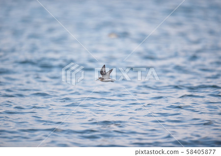 Toonen flying over the sea (Hokkaido, Okhotsk Sea) Toonen flying over the sea (Hokkaido, Okhotsk Sea) 58405877