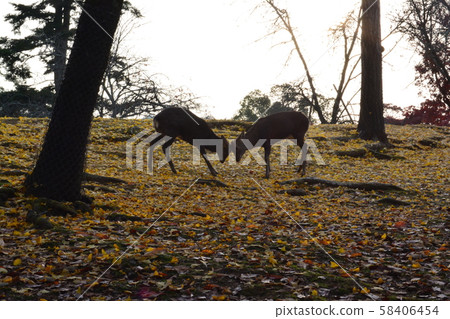 Deer in Nara Park Autumn leaves Deer in Nara Park Autumn leaves 58406454