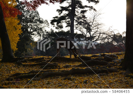 在奈良公園的鹿秋葉 在奈良公園的鹿秋葉 58406455