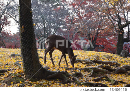 在奈良公園的鹿秋葉 在奈良公園的鹿秋葉 58406456