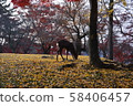 在奈良公園的鹿秋葉 58406457