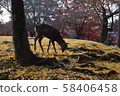 在奈良公園的鹿秋葉 58406458