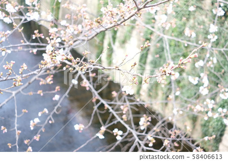 中目黑的櫻花 58406613