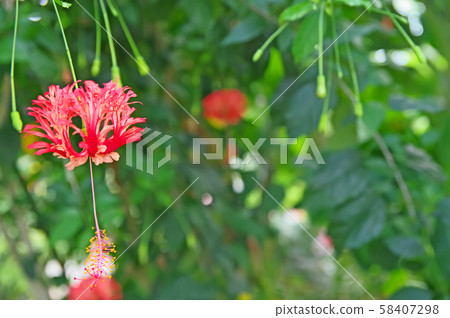 Fuurinbussouge 58407298