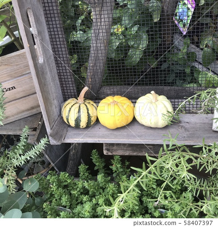 pumpkin pumpkin 58407397