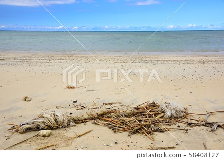 <Amami Oshima> Drifters launched on the coast 14 58408127