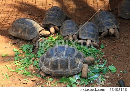 Galapagos Giant tortoise Galapagos Giant tortoise 58408138