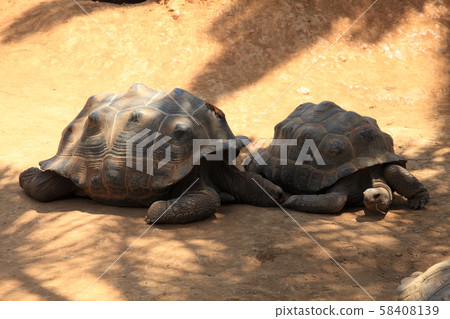 Galapagos Giant tortoise 58408139