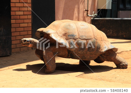 Galapagos Giant tortoise Galapagos Giant tortoise 58408140