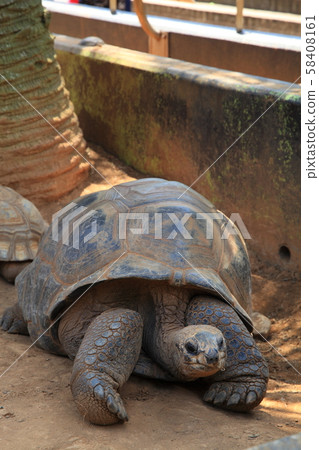 Galapagos Giant tortoise 58408161
