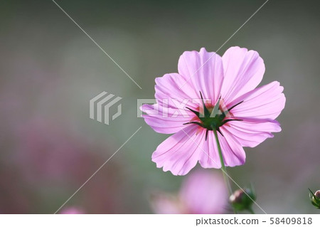 Cosmos 4986 58409818