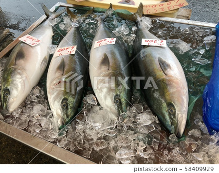 襯魚 襯魚 58409929