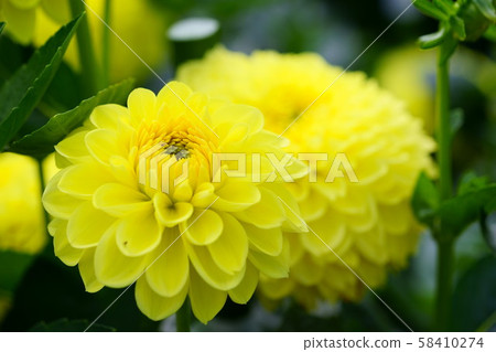 Dahlia Flower Map, Canary 4 58410274