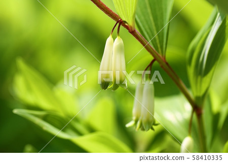 丁格爾花 丁格爾花 58410335