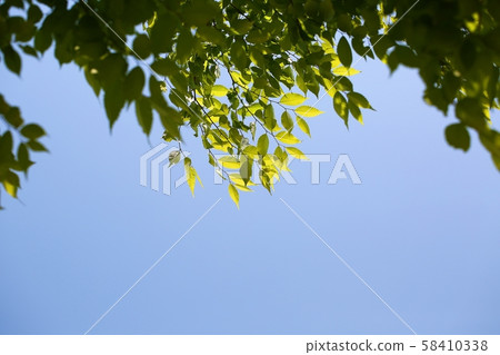 樹葉子背景 樹葉子背景 58410338