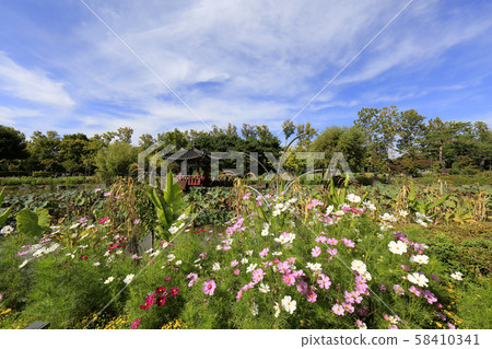菊花節,波斯菊 菊花節,波斯菊 58410341