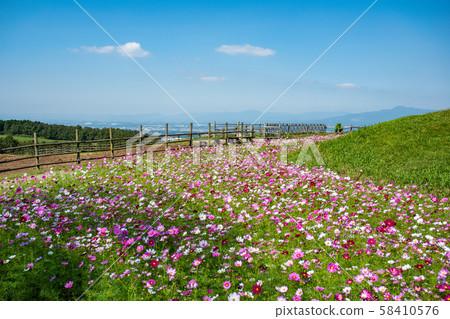 花 花 58410576