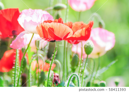Red and pink poppy flowers in a field, red papaver Red and pink poppy flowers in a field, red papaver 58411393