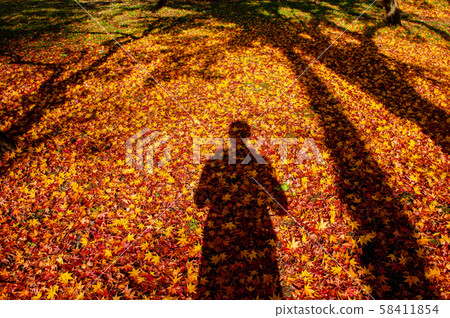 Red yellow autumn maple leaves covered ground with Red yellow autumn maple leaves covered ground with 58411854