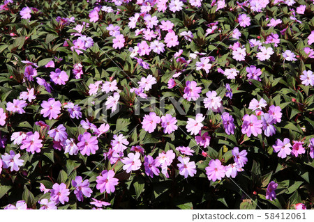 African Balsam, Impatiens, 58412061