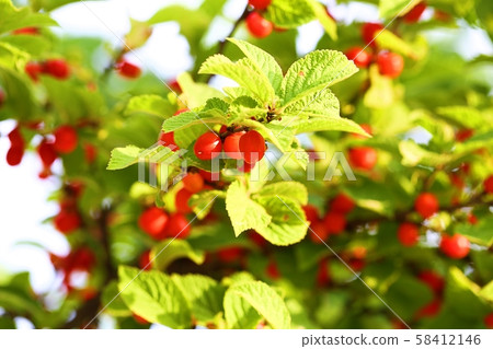 Cherry tree Cherry tree 58412146