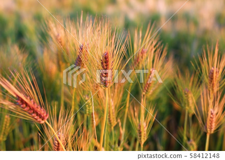 barley field barley field 58412148