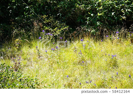 Hachimantai alpine plant Ezooyamarindo 58412164