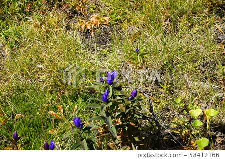 八man平高山植物Ezooyamarindo 58412166
