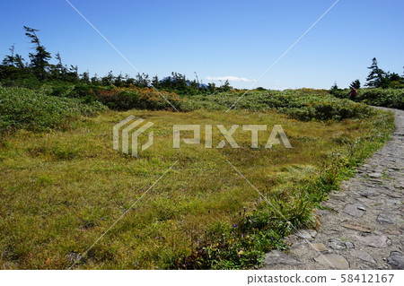 八man平高山植物Ezooyamarindo 58412167