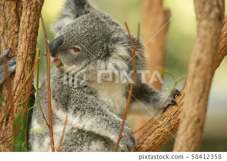 Australian koala joey. Australian koala joey. 58412358