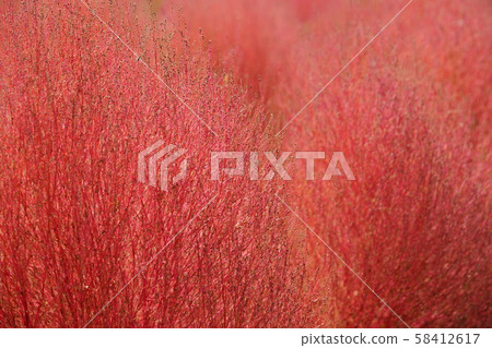 科基亞特寫18 58412617