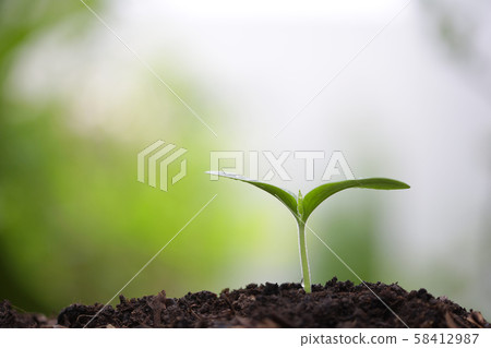 Young green sapling planting with water drop dew Young green sapling planting with water drop dew 58412987