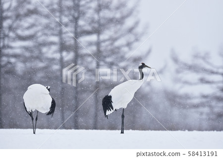 Japanese crane (Tsurui, Hokkaido) Japanese crane (Tsurui, Hokkaido) 58413191